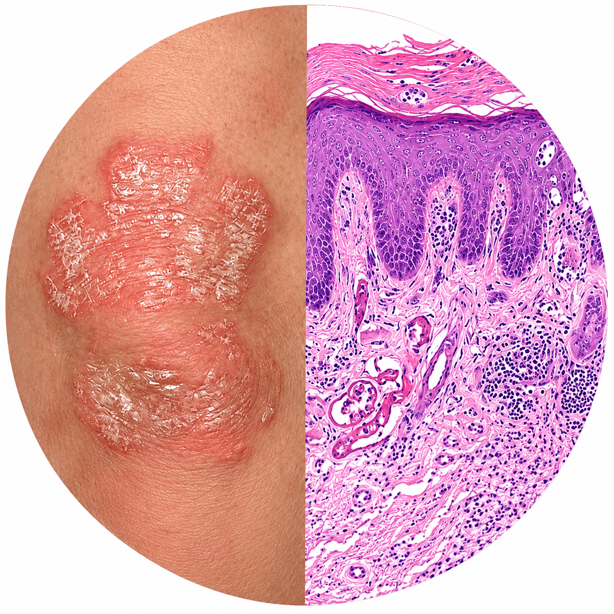 Histoderma 2026 - Skin Pathology